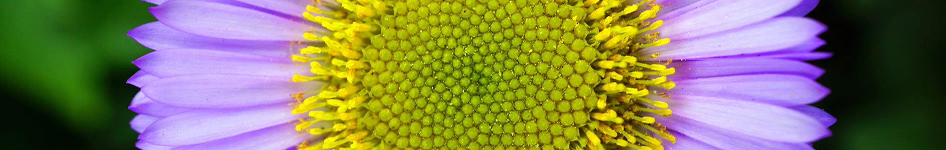 Cruse-Slide-pic-Mike-Bird